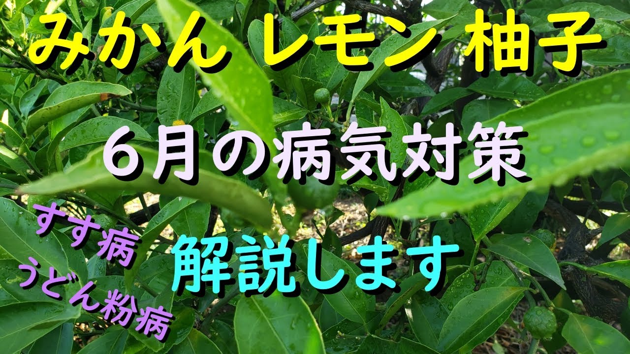 すす病とは？ 原因や対策、薬剤を使った治し方となりのカインズさん