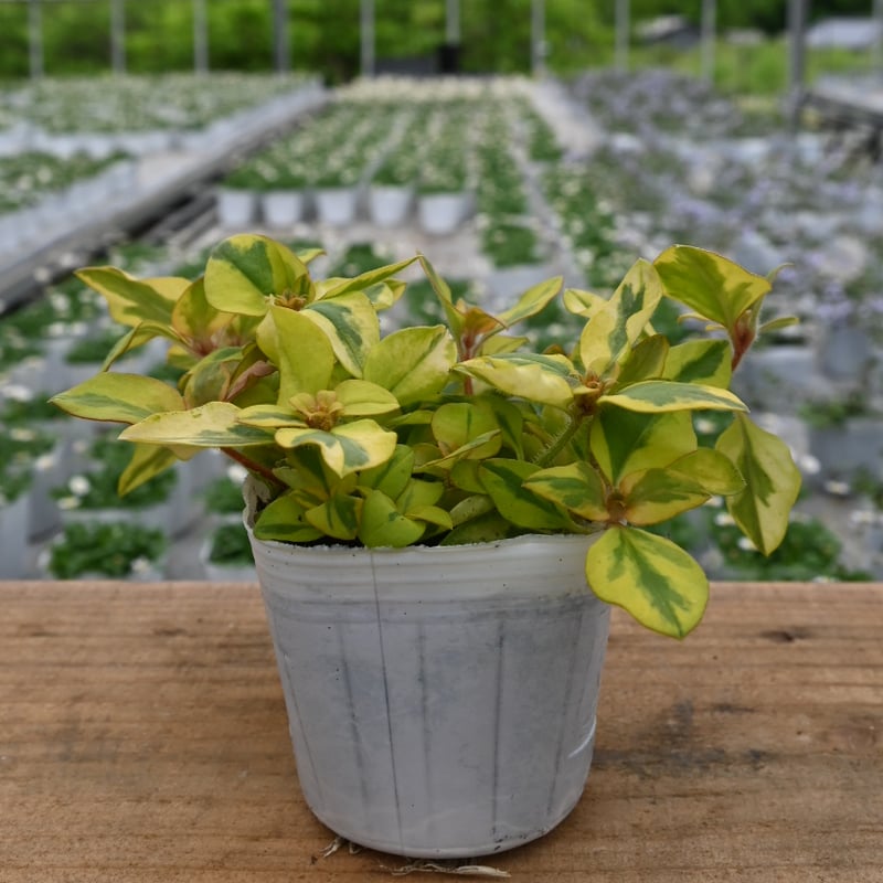 リシマキア リッシー - ハニーミント本店