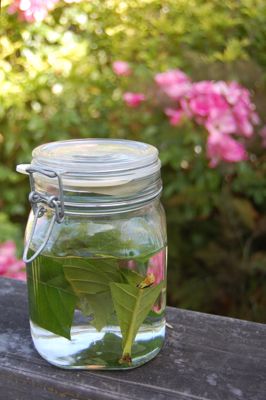 子どもの肌荒れ びわの葉エキスで作るクリームの効果がすごい！ 手作り- はれうさぎの耳寄り情報ブログ