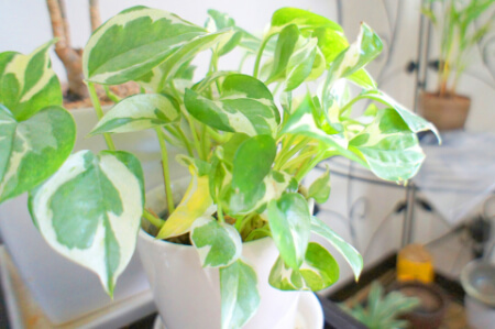 挿し木・挿し芽ができる植物を紹介