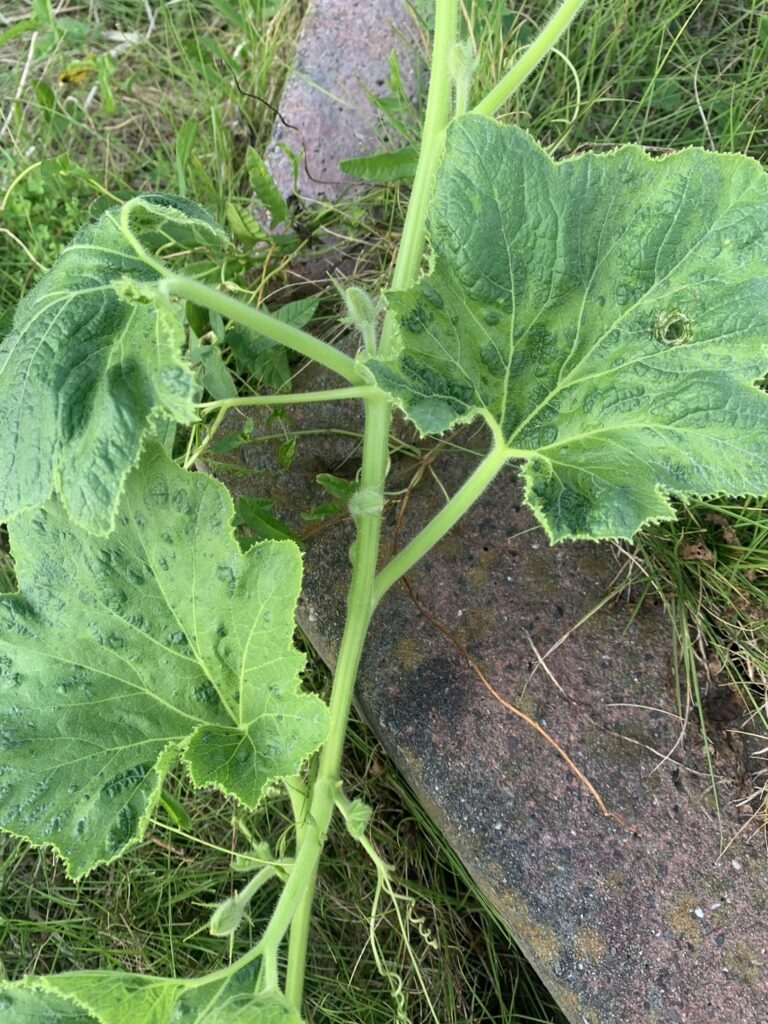 かぼちゃ最大の危機！ カボチャ日記: あーす楽園 ブログ