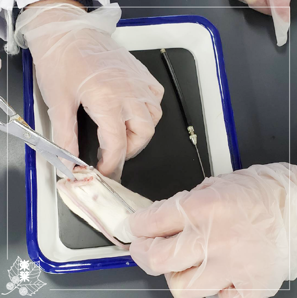 楽天市場 教材 模型 4D VISION 動物解剖 No.14ネズミ解剖スケルトンモデルねずみ ネズミ 標本 スケルトン 臓器 ネズミの体動物からだ 新品 ※パッケージ色褪せあり : 教材自立共和国