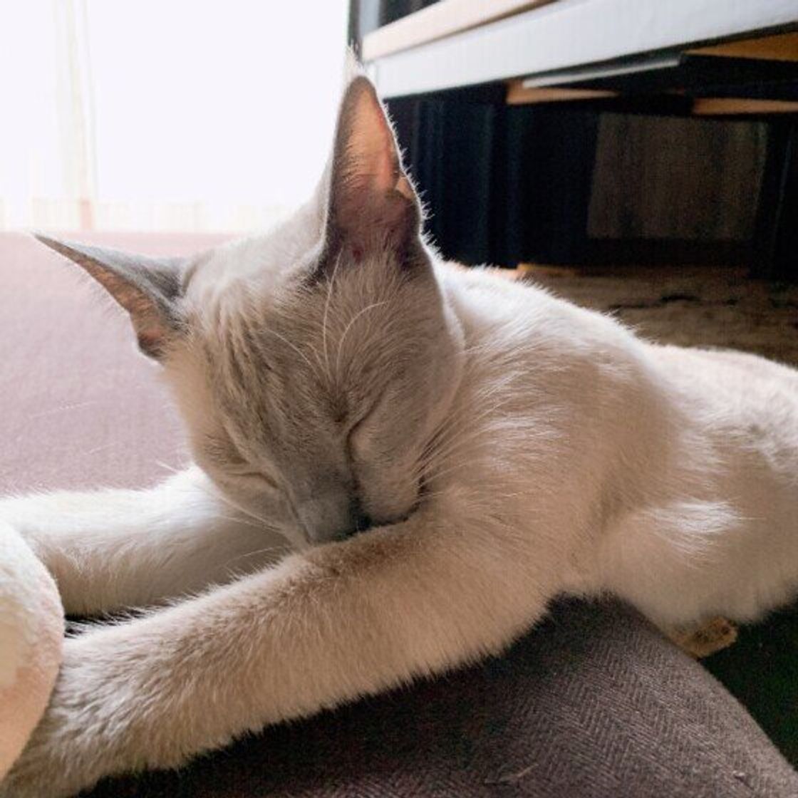 猫の食欲不振と睡眠が多い原因と対策富士見台どうぶつ病院