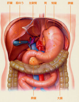 内臓の位置と関連痛マップ前面像で一目理解