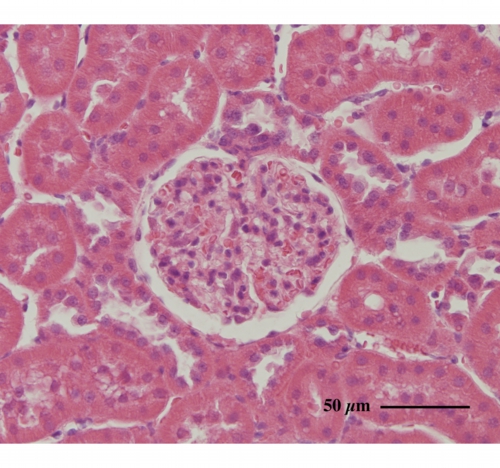 Rauber-Kopsch解剖学