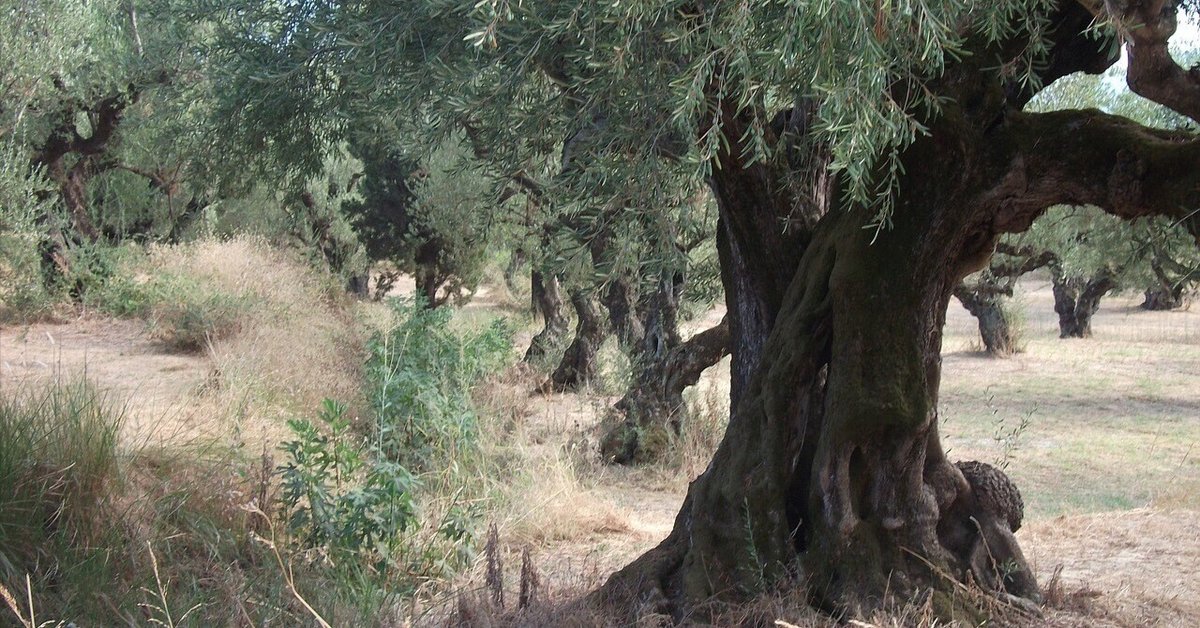 オリーブの木に実がならないのはなんで？ - グリーンテックの観葉植物コンシェルジュ