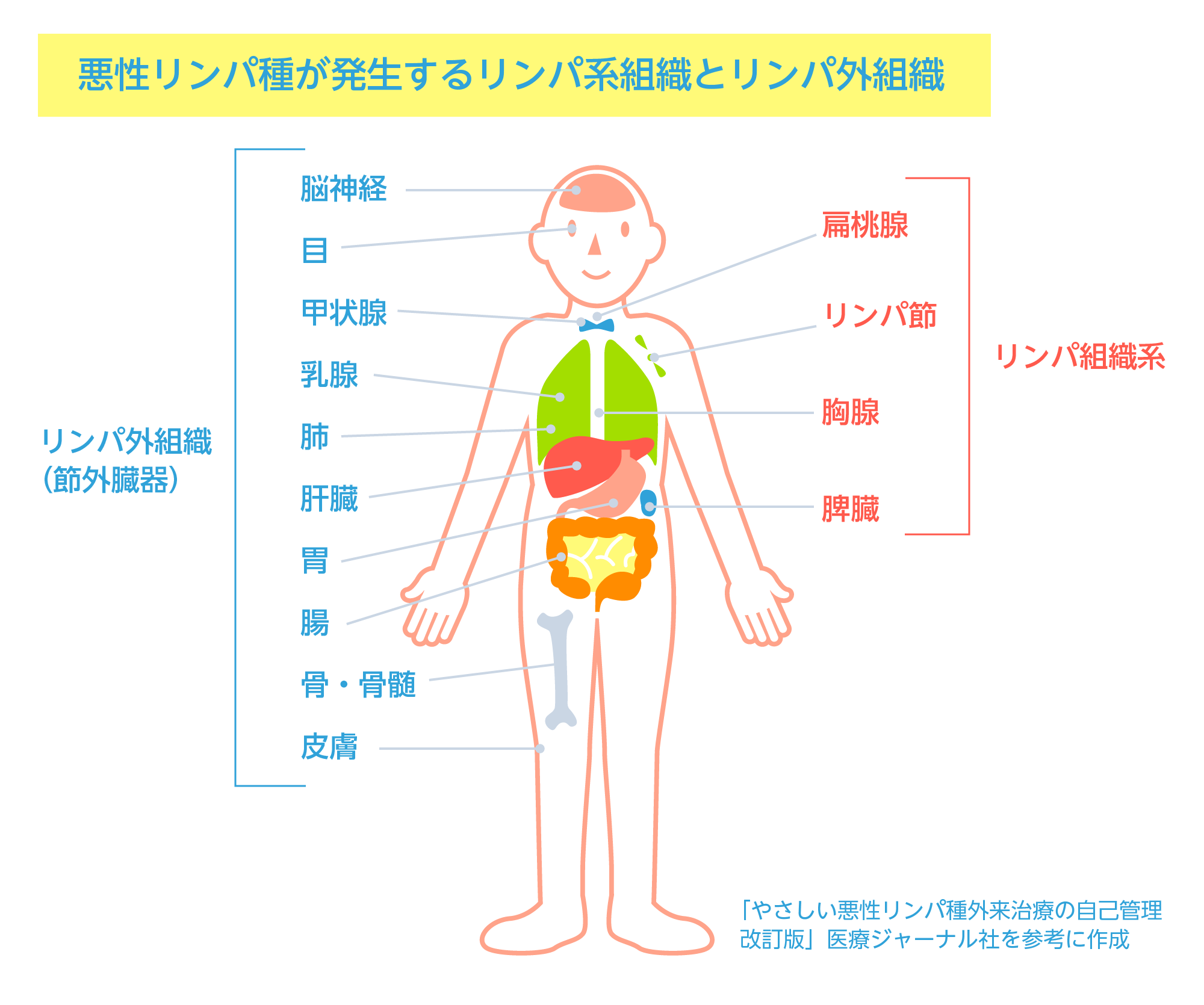 20.皮膚11 皮膚悪性リンパ腫 菌状息肉症 病理コア画像