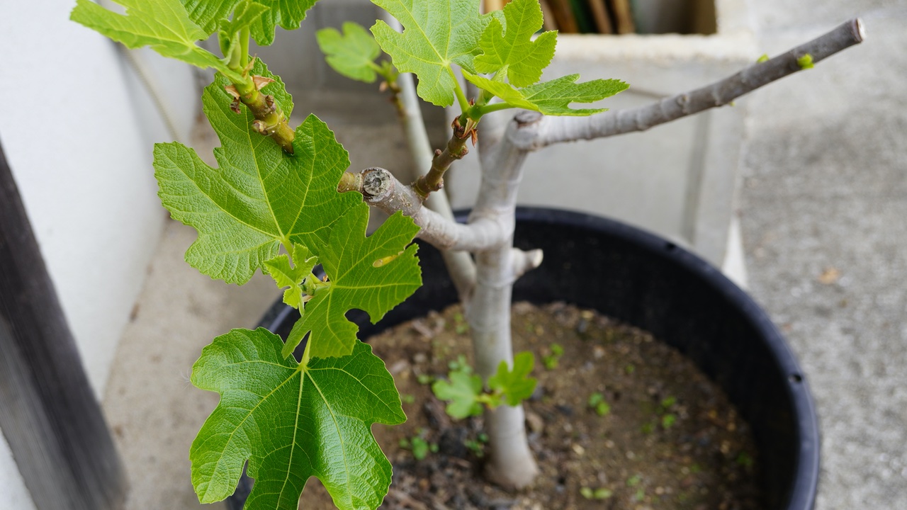イチジク これで失敗しない！挿し穂の準備と容器の選び方・加工方法 挿し木コンテナ栽培研究所