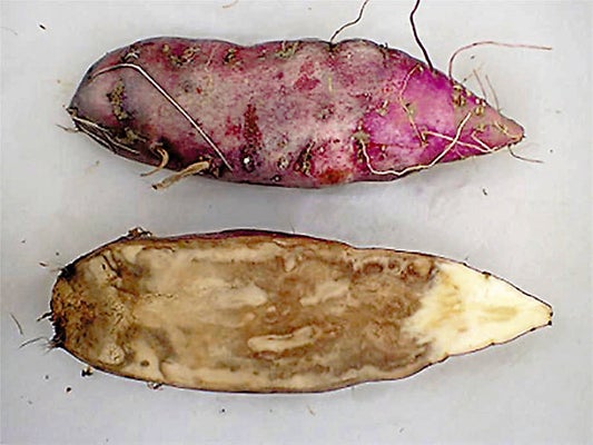 とろり夏野菜の冷やっこ三之助とうふ公式通販ブログ