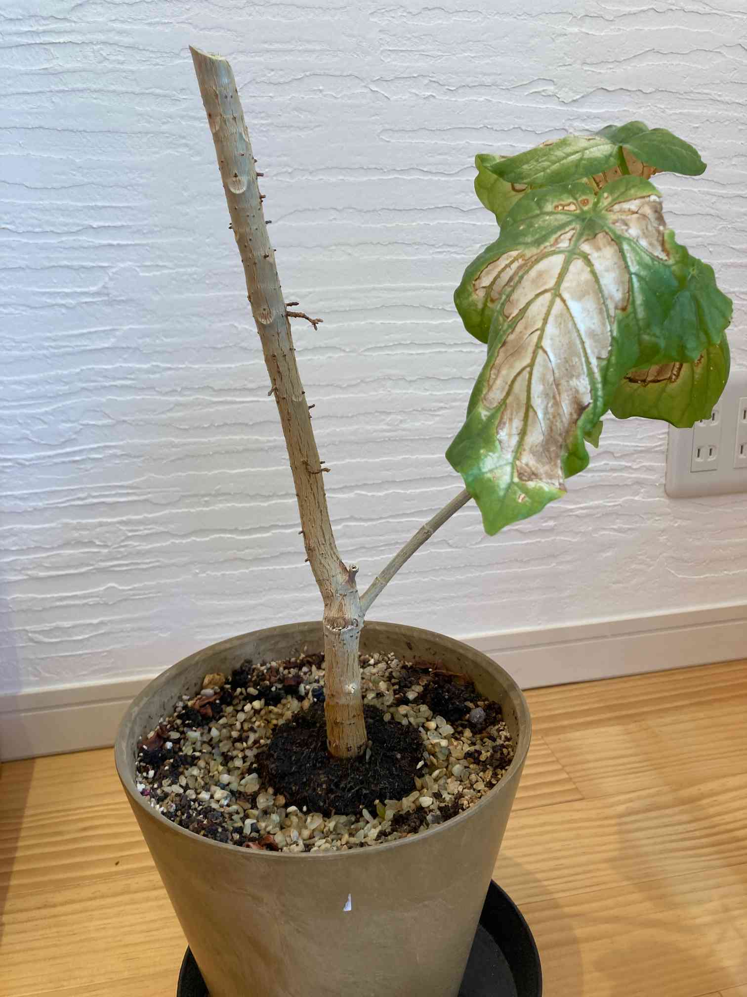 観葉植物ウンベラータの剪定後の挿し木の成長記録！水挿しから土植えまで写真解説