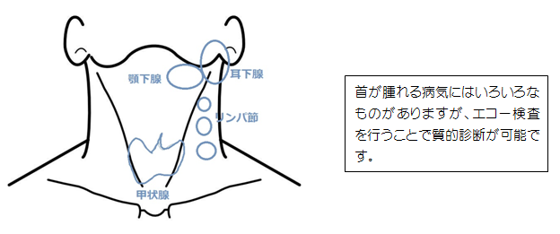 犬のリンパ節が腫れる原因は？チェックすべき位置も解説