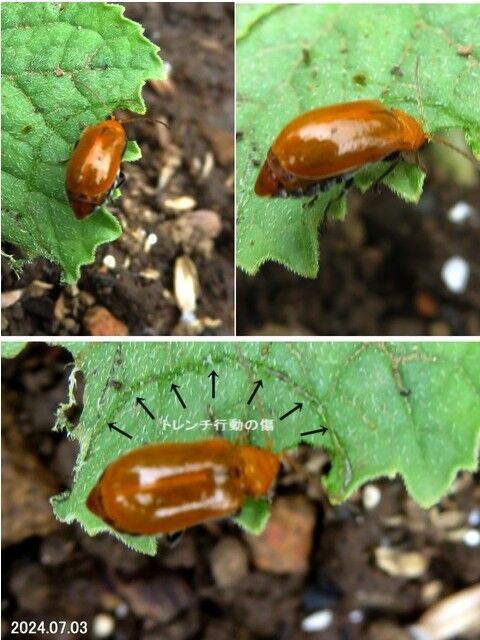 ウリハムシ対策完全ガイド