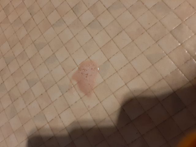 猫の腎不全 IRIS分類についてふく動物病院