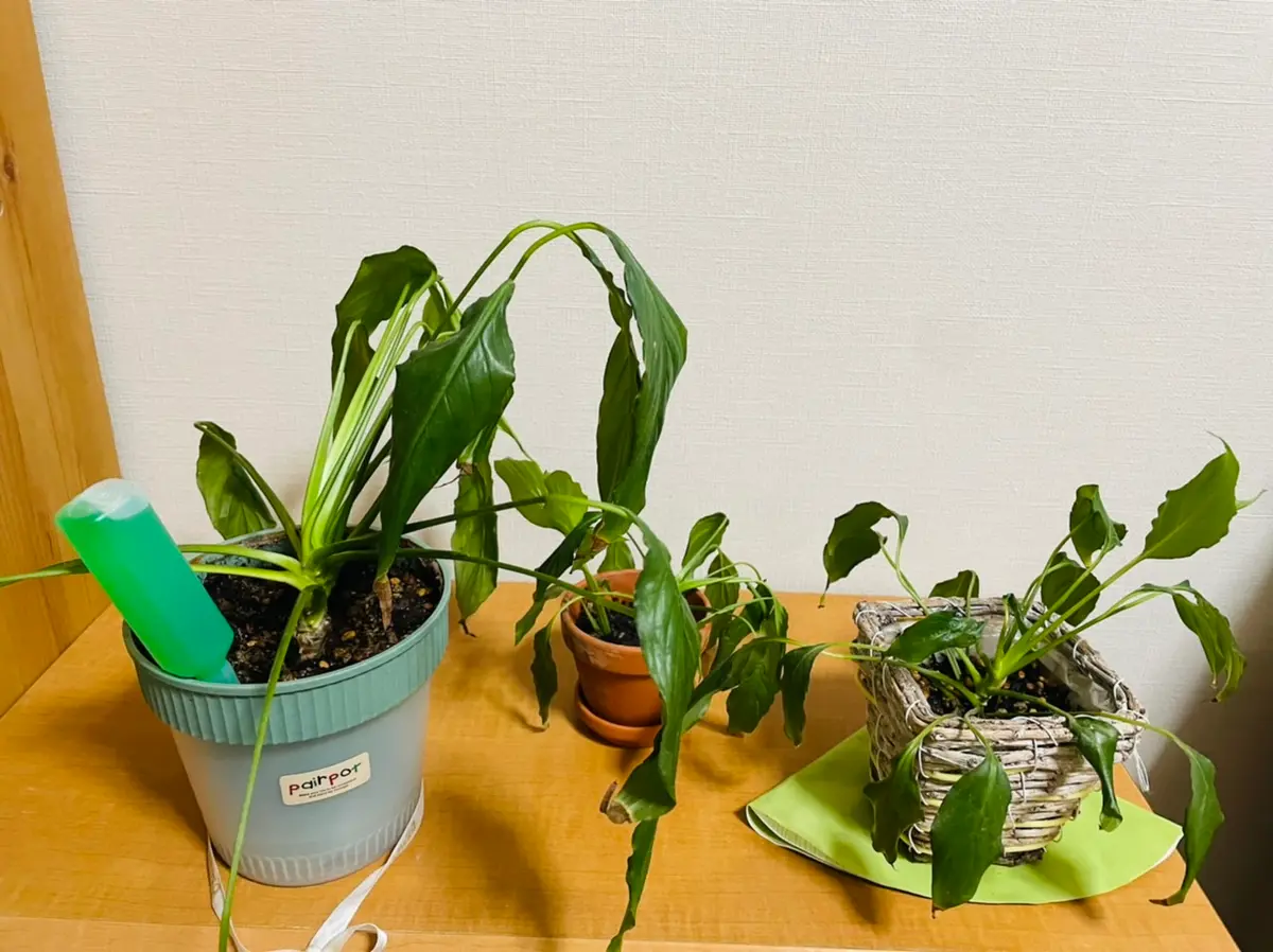 スパティフィラムを株分け : ZERO-AQUA