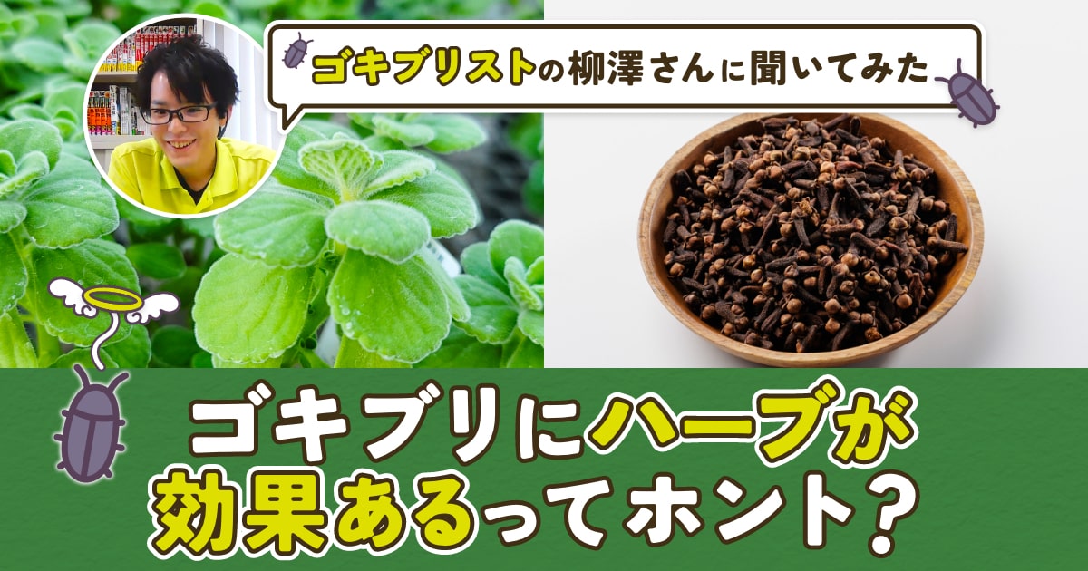 スパイスで「最強の虫よけスプレー」を手作り！簡単ゴキブリ対策