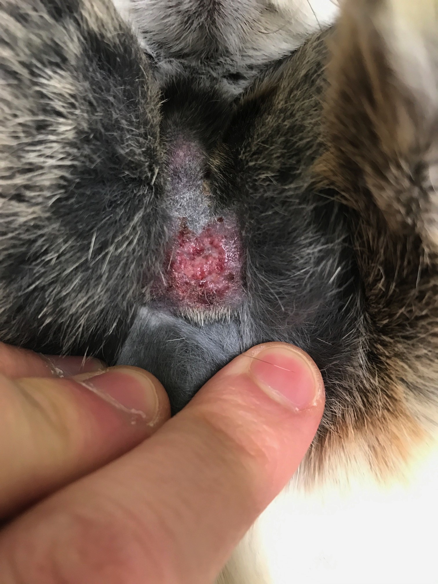 ウサギの皮膚糸状菌症 – 症例紹介エキゾチックアニマル情報室