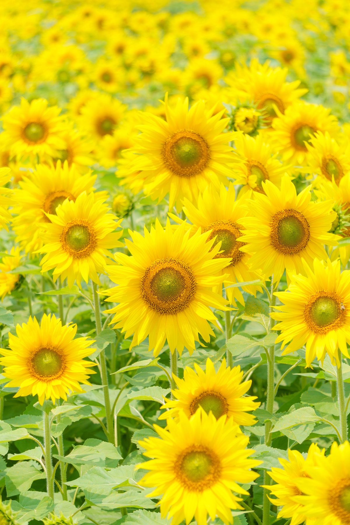 2024最新＊復縁できる待ち受け画像・効果絶大BEST10！口コミも