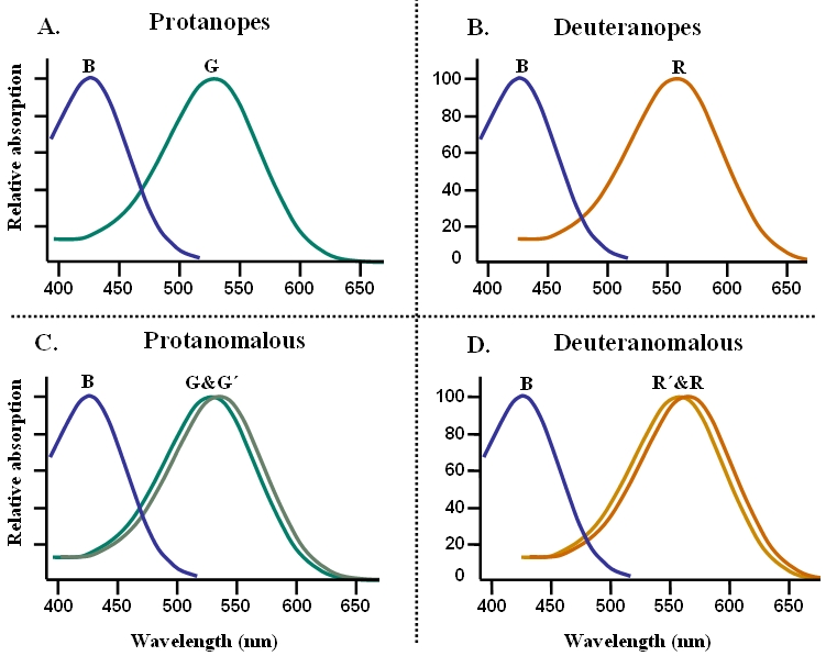 色覚の多様性と視覚バリアフリーなプレゼンテーション第2回 色覚が変化すると、どのように色が見えるのか