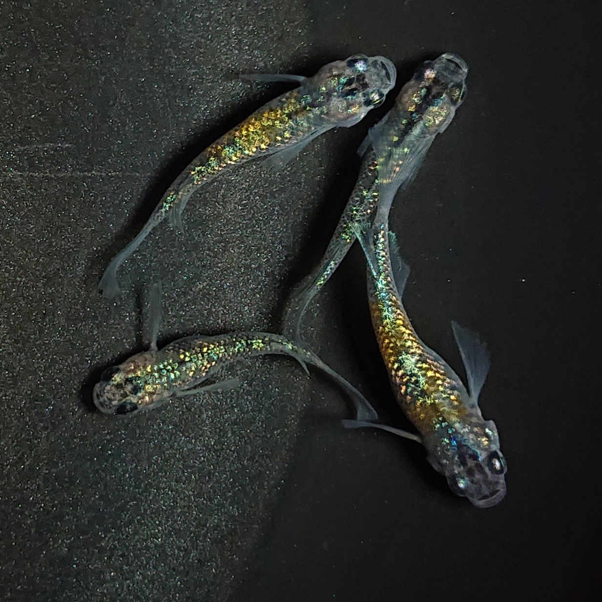 Animagine XL 3.0』で使える呪文 プロンプト 集！ハイクオリティのアニメイラストを生成しようromptn Magazine