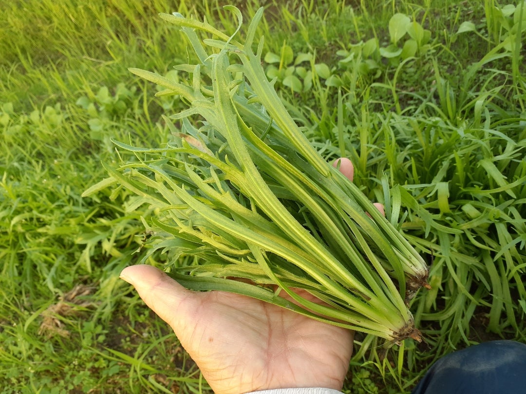 エルバステラの植え替え : Kochan's ベランダ菜園BLOG - マンションガーデニング、家庭菜園、仙台グルメ、キャンペーン情報等