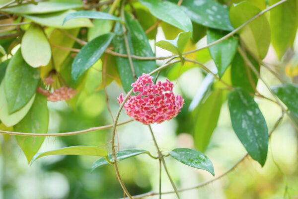 観葉植物『ホヤ』カルノーサ他21種！花、育て方サクララン属