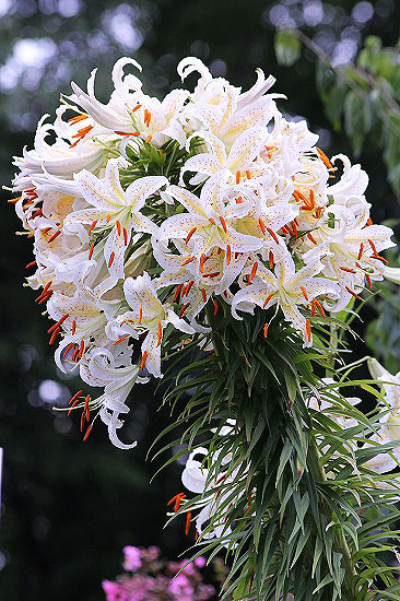 埼玉県の巨大ゆり 百合の帯化現象奇形.com