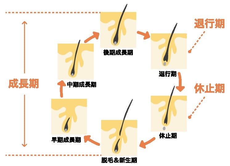 髪の基礎知識 vol.2 ヘアサイクル：髪と頭皮の基礎理論デミ コスメティクス