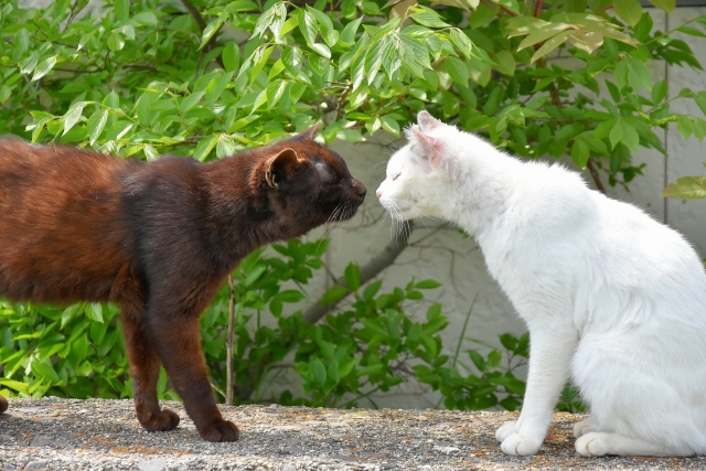 今回は「ねこ語」に関するクイズです！いわゆる「鼻チュー」の意味を知って、愛猫とのコミニュケーションを深めてくださいね。＝＝＝＝＝＝＝＝＝＝＝＝＝＝＝＝＝ねこのきもちクイズ飼い主さんの鼻を猫の鼻にそっと近づけると、ねこ語で「仲良くしよう」という