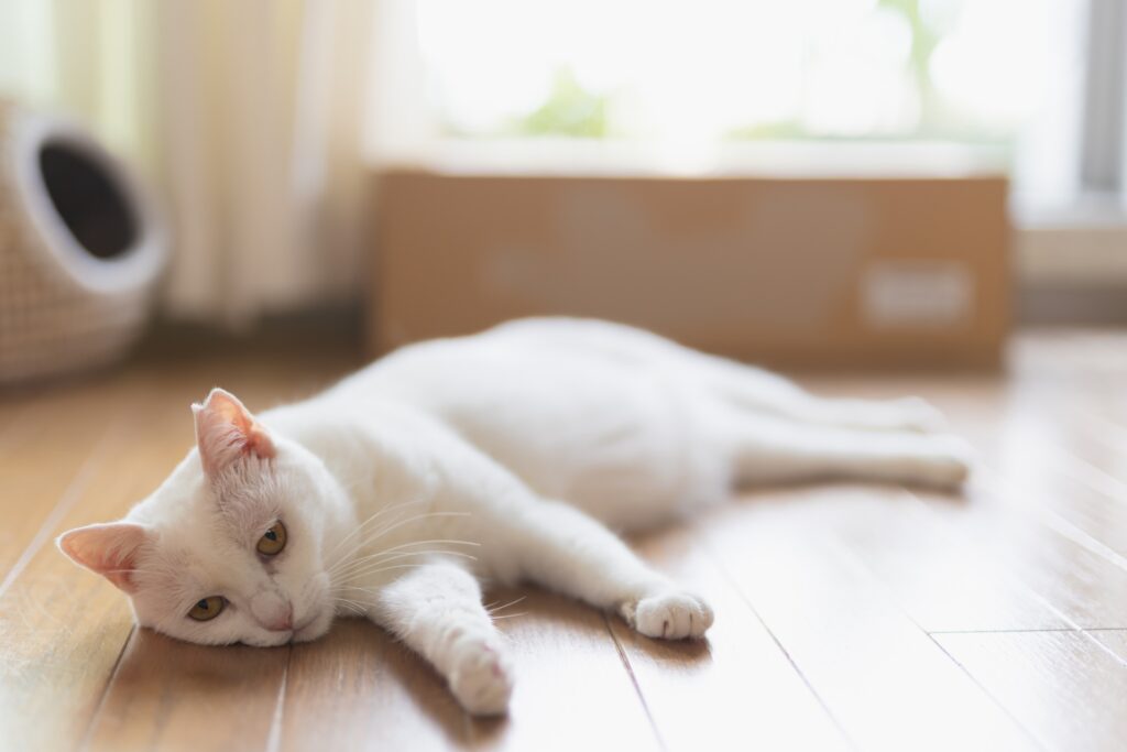 猫の慢性腎不全 腎臓病 猫の病気・健康ケア事典