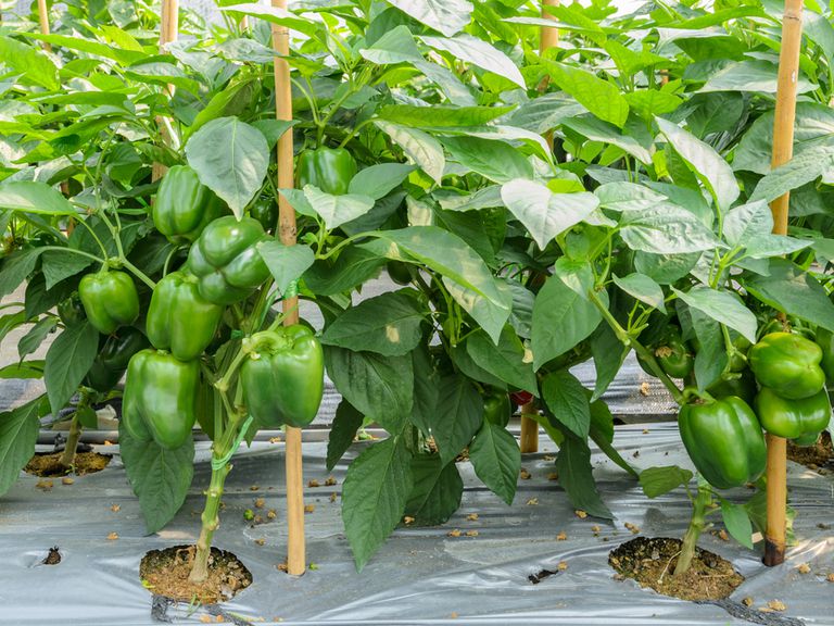 2本仕立てが定番のピーマンベテラン菜園家に送る プロに学ぶ！仕立てにこだわった夏野菜作り読みものサカタのタネ 家庭菜園・園芸情報サイト 園芸通信