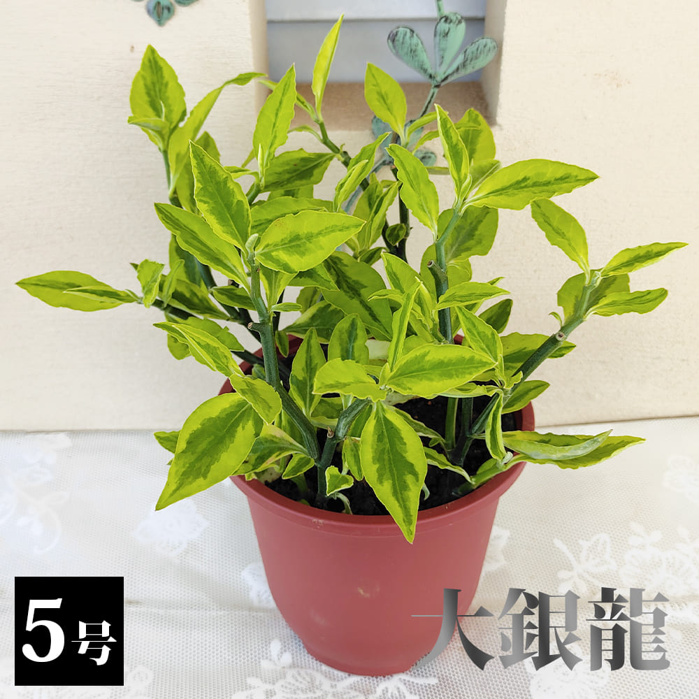 ペディランサス - 植物図鑑