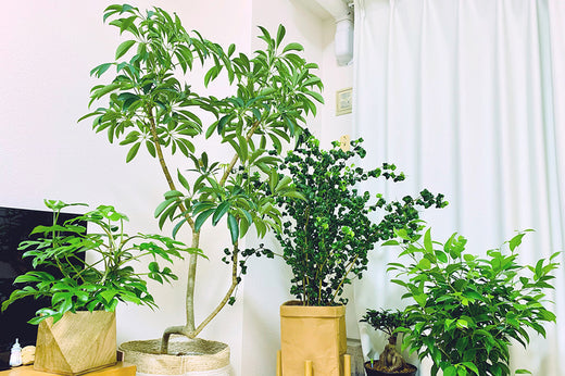 コンパニオンプランツ オクラの相性の良い野菜 オクラと一緒に植えると良い野菜をご紹介愛Fam