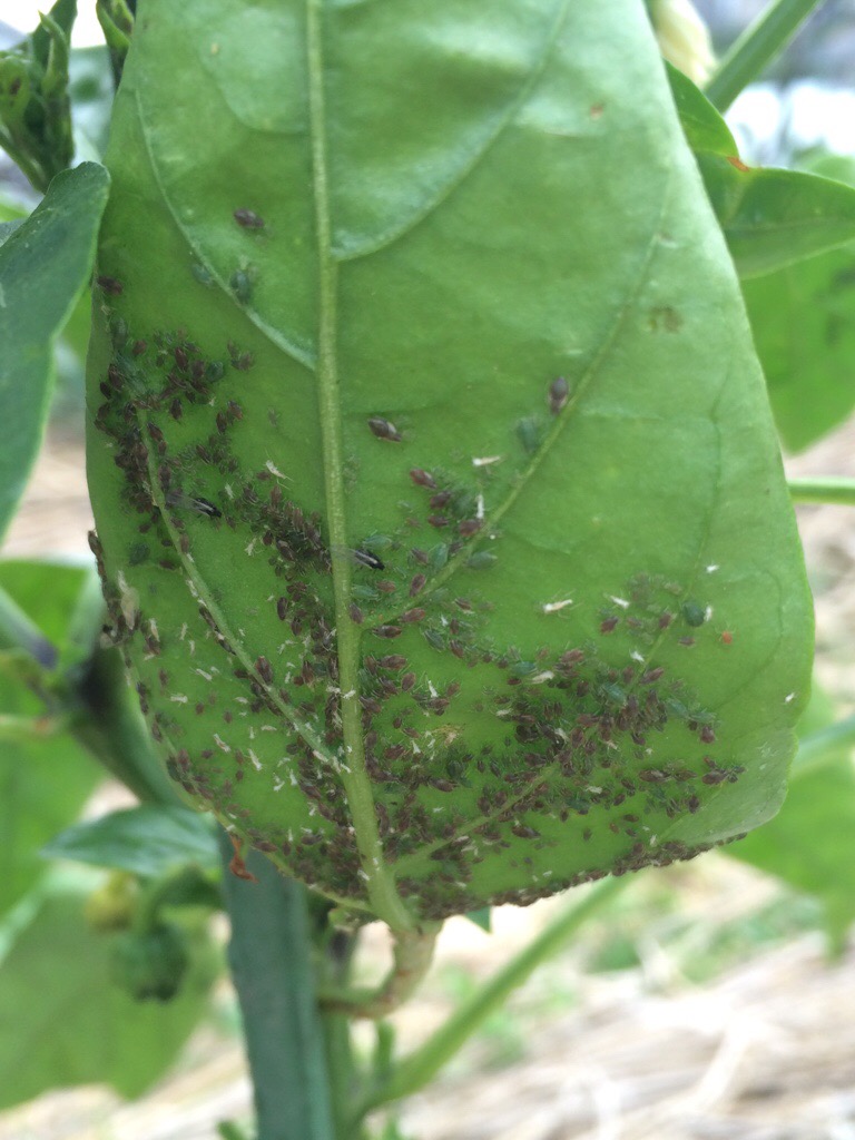 ピーマン栽培で気をつけるべき害虫は？特徴や防除方法を教えて