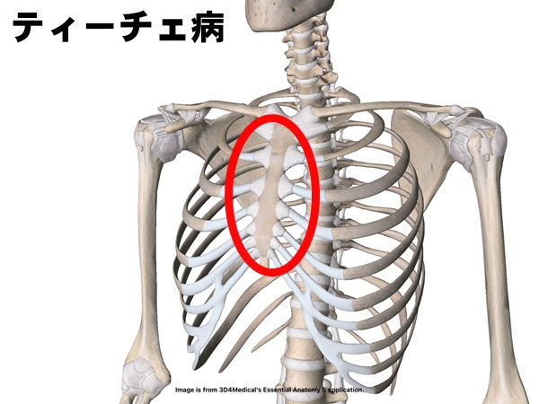 Visual Anatomy 視覚解剖学