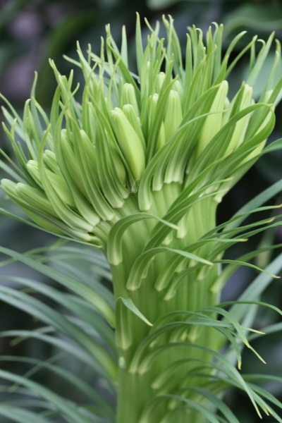 山ゆりの帯化現象 - 山にはやまの、里にはさとの