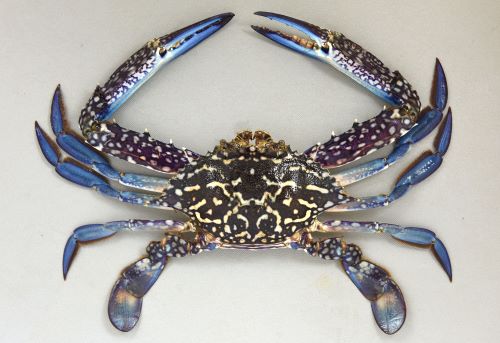 スベスベマンジュウガニ甲殻市場魚貝類図鑑