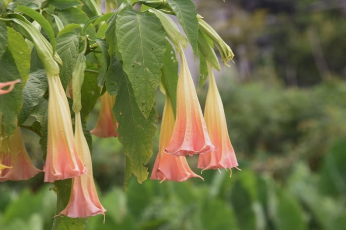 エンジェルストランペットとは？特性や育て方、毒性について紹介