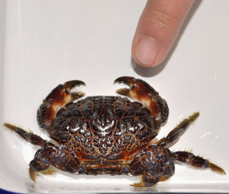 海の危険－スベスベマンジュウガニ