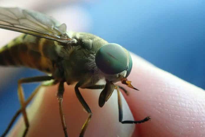 虫刺されの痕からわかる！よくある原因の虫と対処法〜皮膚科医が解説〜R形成外科皮膚科クリニック