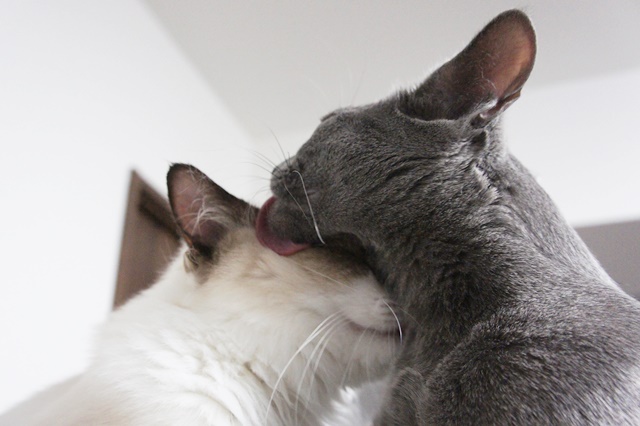 アログルーミングの魅力と楽しみ方