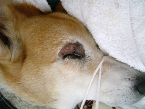 マイボーム腺炎自由が丘どうぶつ病院 アニコムグループ 休診日なし犬、猫、うさぎの動物病院世田谷区奥沢