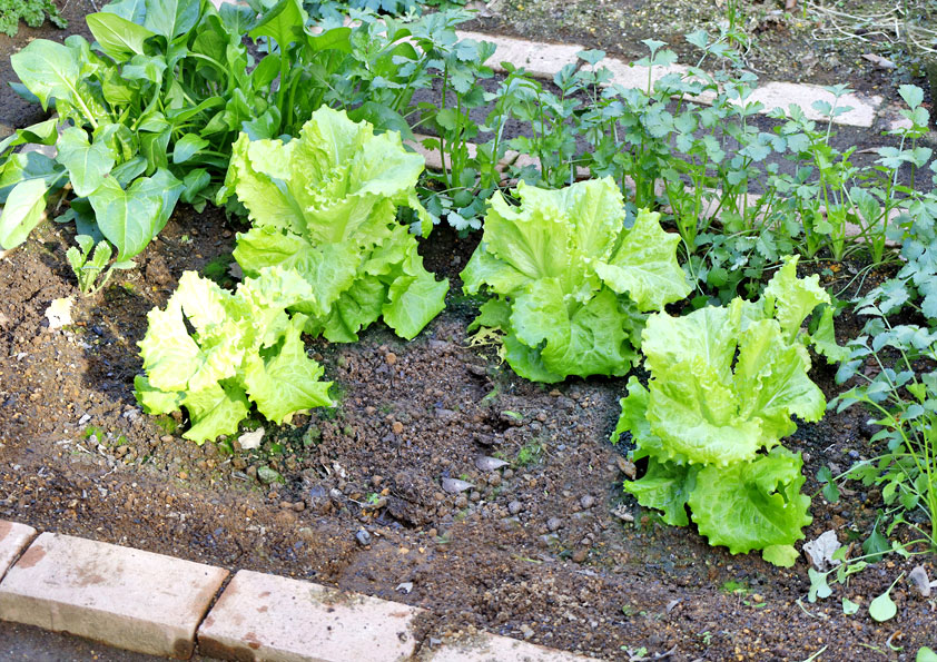 レタスのプランター栽培初心者でも簡単！種まきや育苗、水やりなど育て方をわかりやすく解説農業・ガーデニング・園芸・家庭菜園マガジン AGRIPICK