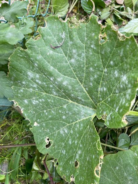 うどんこ病の症状と対策。きゅうり、かぼちゃの葉が真っ白！休日菜園