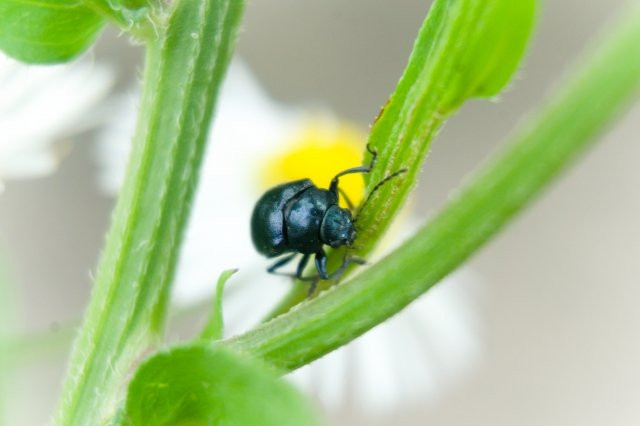 白菜につく虫対策必須の害虫と発生時期を把握して上手に栽培！ - 農業屋
