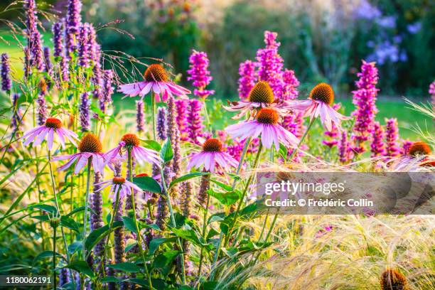 多年生植物 - YouTube