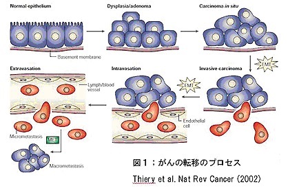 乳腺の形成および再生の過程における転写因子Ovol2による上皮間葉移行の制御 : ライフサイエンス 新着論文レビュ