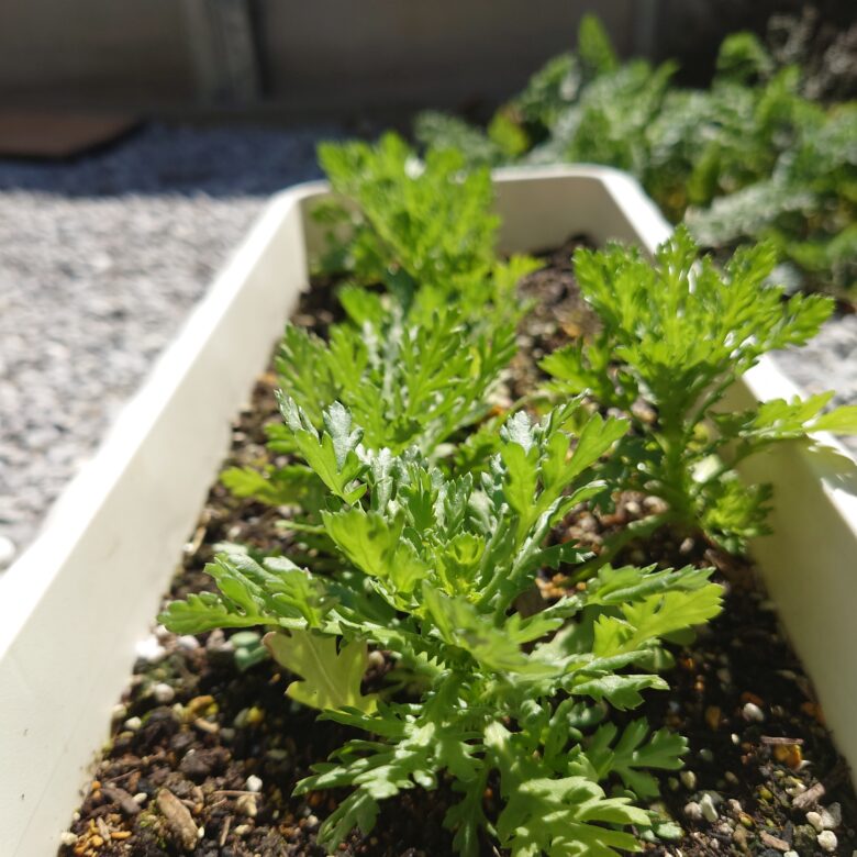 Nin nin ninja 家庭菜園1 年生on X: 