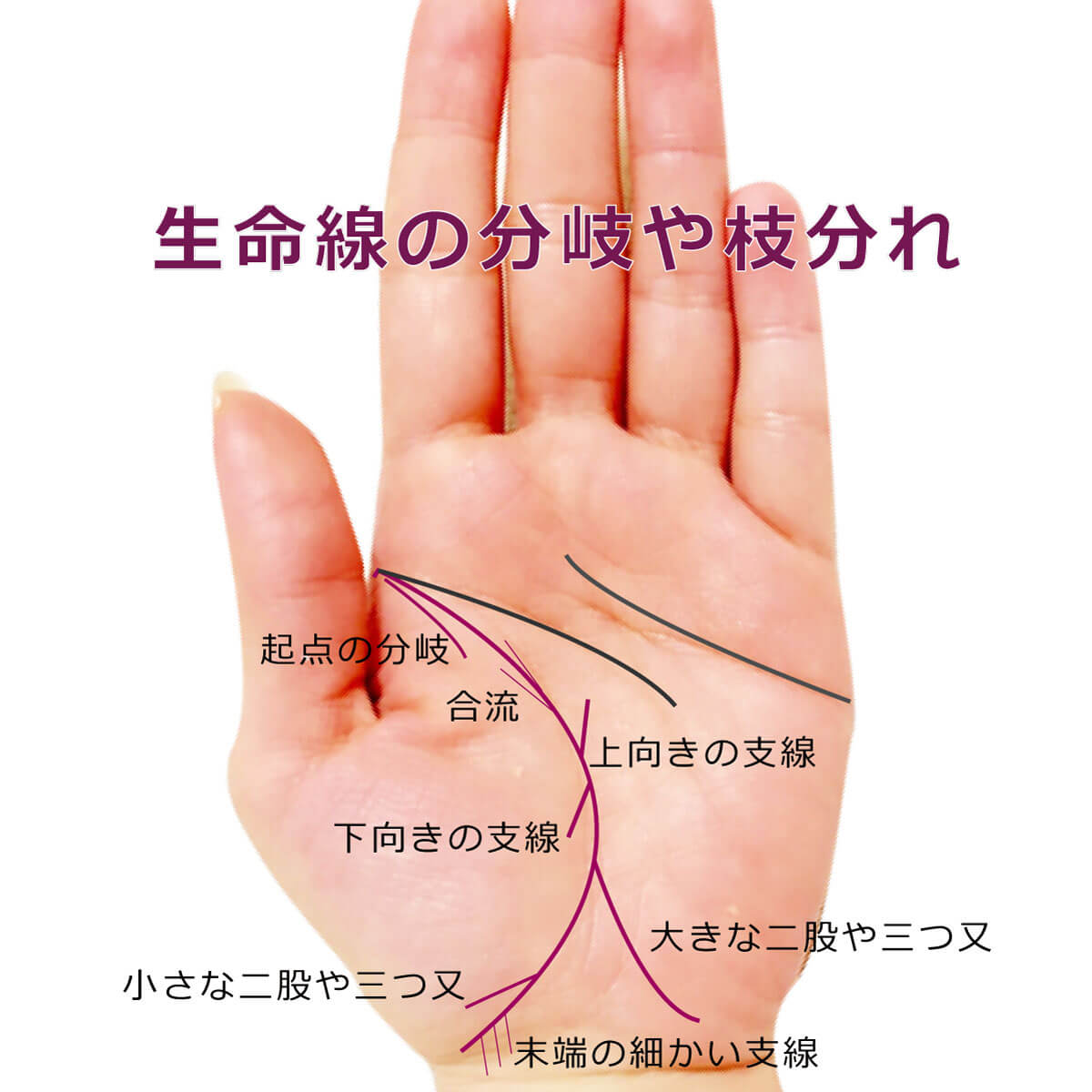 生命線とは？寿命も見える？特徴別の意味と手相の見方5選！資格のキャリカレ