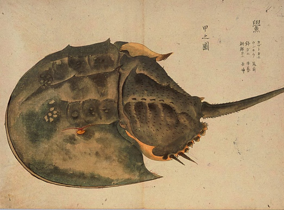 カブトガニの血液はなぜ青い？医療の世界で役立てられる青い血事情