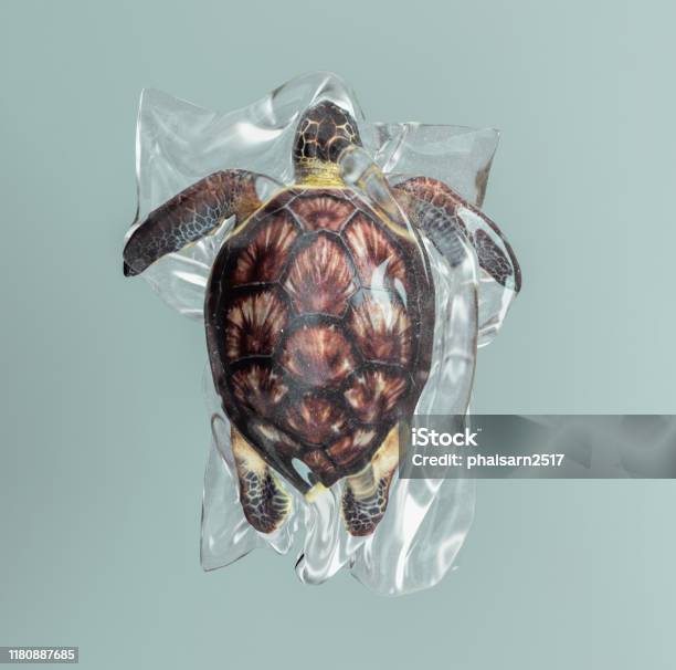 ビニール袋を食べるウミガメバリ島ダイビングはくらげ村